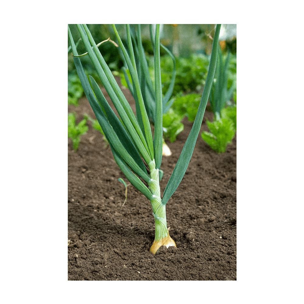 Scallions Vegetable Seeds Packet