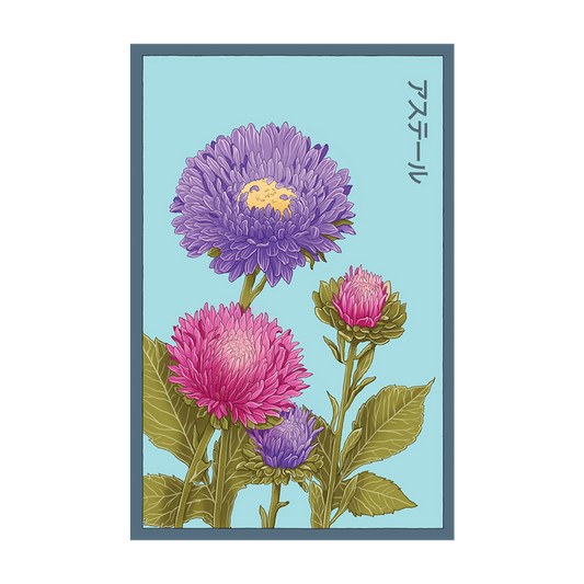 Aster Flower Seeds Packet