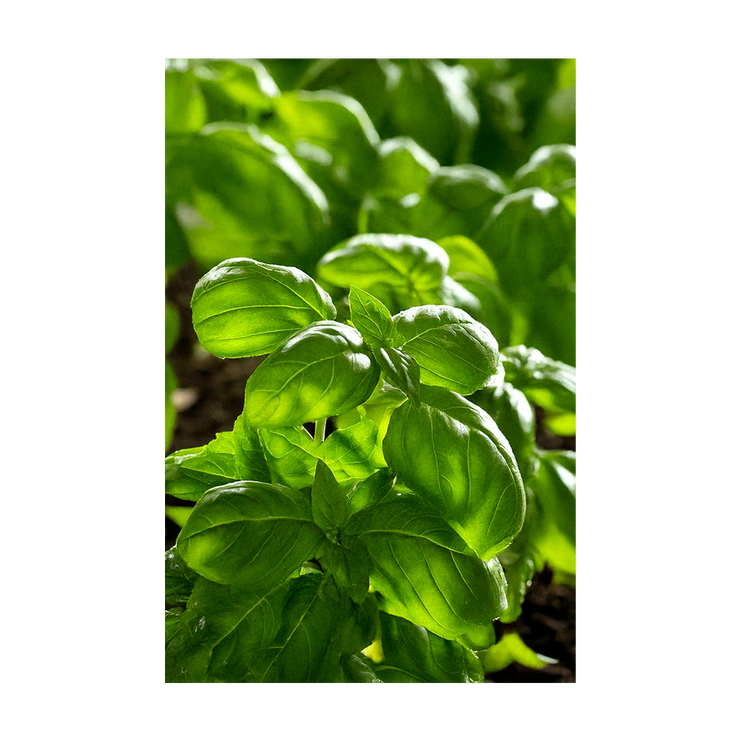 Basil Herb Seeds Packet