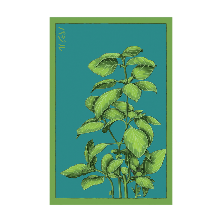 Basil Herb Seeds Packet