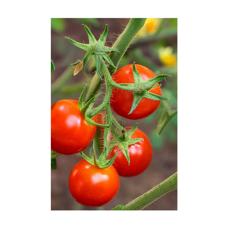 Cherry Tomato Vegetable Seeds Packet