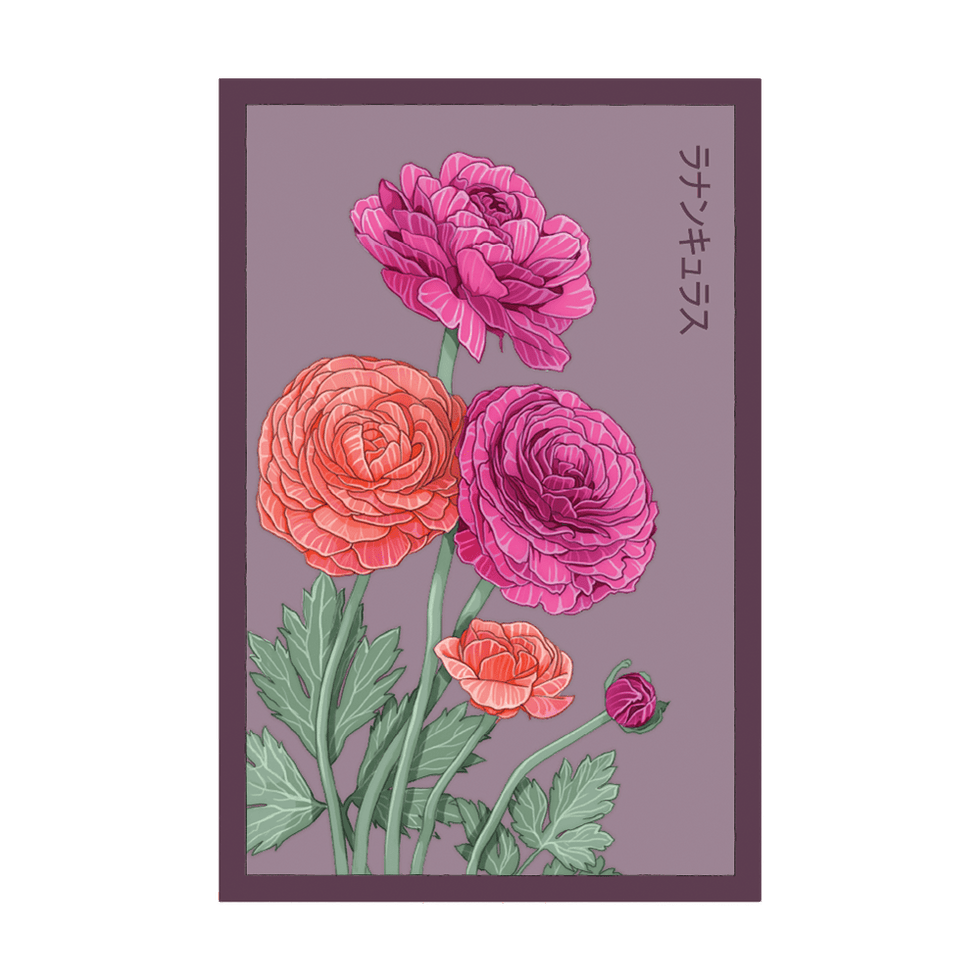 Ranunculus Flower Seeds Packet