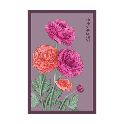 Ranunculus Flower Seeds Packet