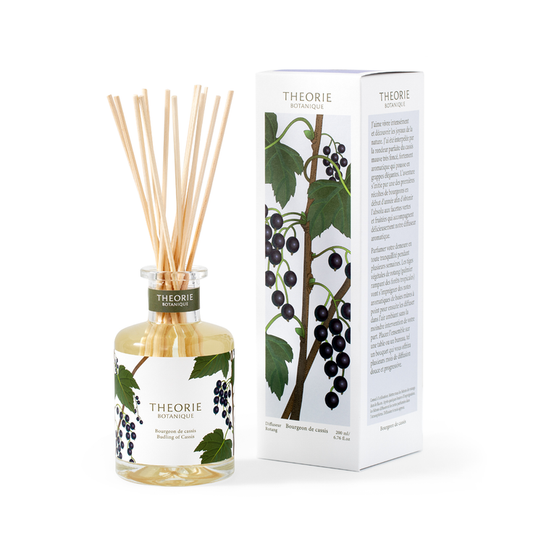 Therorie Budling Of Cassis Diffuser