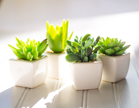Faux Succulents in White Square Pot – 4"H