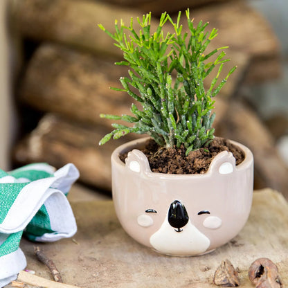 Koala Planter